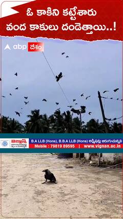 ఓ కాకిని కట్టేశారు వంద కాకులు దండెత్తాయి..!