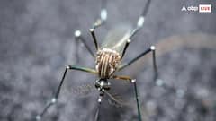 काले रंग के कपड़ों पर ही क्यों मंडराते हैं ज्यादा मच्छर? ये है कारण