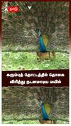 கரும்புத் தோட்டத்தில் தோகை விரித்து நடனமாடிய மயில்
