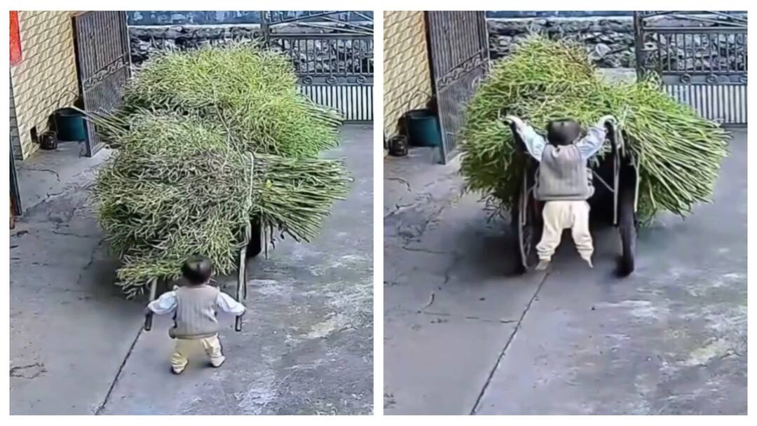 Watch Video: சேட்டை! அந்தரத்தில் தொங்கி அட்ராசிட்டி செய்த சுட்டிக்குழந்தை - நீங்களே பாருங்க