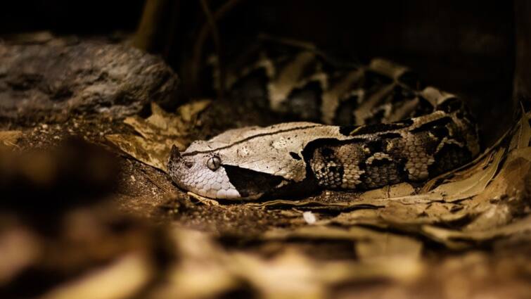 Kerala Palakkad Snake Bite At Taluk Hospital Woman Allegations, Health Director Denies Claim Kerala Woman Alleges Snake Bite At Palakkad Taluk Hospital, Health Director Denies Claim