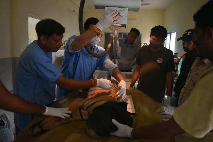 दोनों शावकों का एक्सरे किया गया, एक्सरे में सामने आया है कि उनकी रीढ़ और कूल्हे की हड्डियों में कई फ्रैक्चर हुए हैं. इसी कारण कमर के बाद का हिस्सा पैरालाइज हो गया है. दोनों को आईवी फ्लूड दिया गया है. मेडिकल परीक्षण के एनेस्थीसिया दिया गया था. एनेस्थीसिया का असर कम होने के बाद दोनों बाघ शावकों को खाने में चिकन दिया गया.