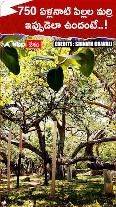 750 ఏళ్లనాటి పిల్లల మర్రి ఇప్పుడెలా ఉందంటే..