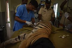 ट्रेन की चपेट में आए दो शावकों की हालत गंभीर, रीढ़ की हड्डी टूटी, 5 डॉक्टर्स की टीम इलाज में लगी