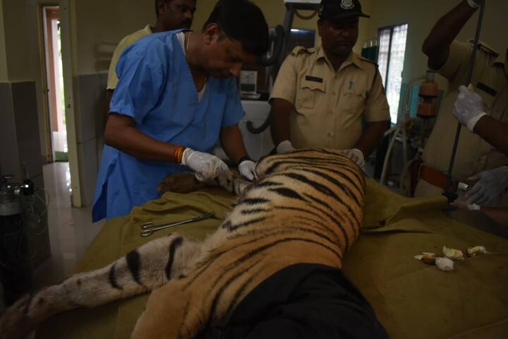 दोनों बाघ शावकों का एक्सरे किया गया, जिसमें सामने आया कि दोनों बाघ शावकों के वर्टिब्रल कॉलम (रीढ़) के साथ ही पेल्विक गर्डन (कूल्हे की हड्डी) में मल्टीपल फ्रैक्चर है.