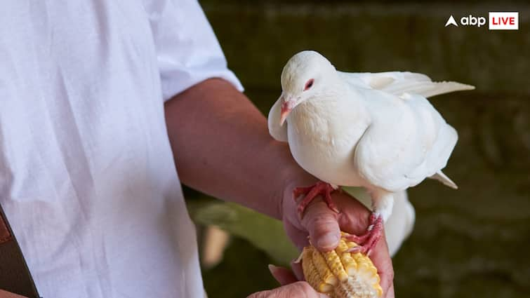 Bird Flu How Dangerous it is for Humans and How it Can be Fatal Bird Flu Virus : इंसानों के लिए कितना खतरनाक और कैसे हो जाती है इससे मौत