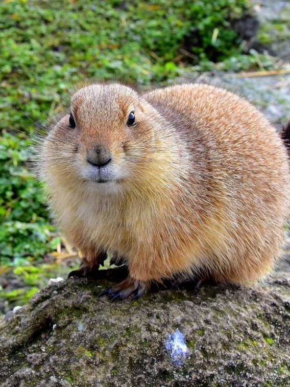 अपने ही अंडे खा जाता है ये जानवर