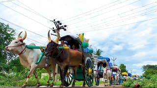 ஆடித் திருவிழா பார்க்க அழகர்கோயிலுக்கு பாரம்பரிய முறைப்படி மாட்டுவண்டிப் பயணம்... அடடே... அழகு !