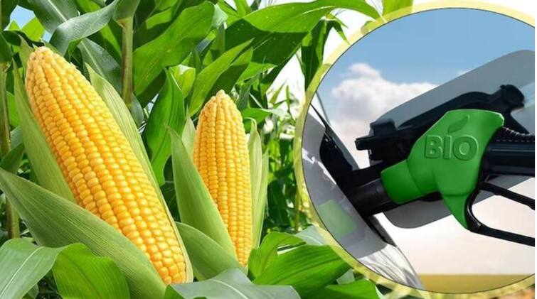 ICAR initiative to boost ethanol production will increase maize production in 15 states 'या' 15 राज्यात मकेचं उत्पादन वाढणार, इथेनॉल निर्मितीला मिळणार चालना, ICAR चा पुढाकार 