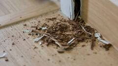 Termite Treatment: ਮੀਂਹ ਦੇ ਮੌਸਮ ਵਿਚ ਸਿਊਂਕ ਨੂੰ ਇੰਜ ਰੱਖੋ ਘਰ ਤੋਂ ਦੂਰ, ਵਰਤੋ ਇਹ 3 ਘਰੇਲੂ ਨੁਸਖੇ...