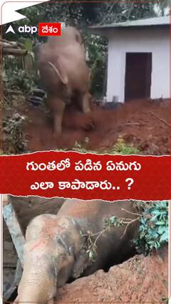 గుంతలో పడిన ఏనుగు.. ఎలా కాపాడారు.. ?