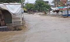 Devbhumi Dwarka: મૂશળધાર વરસાદને લઈ ભાણવડની બજારોમાં નદીના પાણી ફરી વળ્યા 