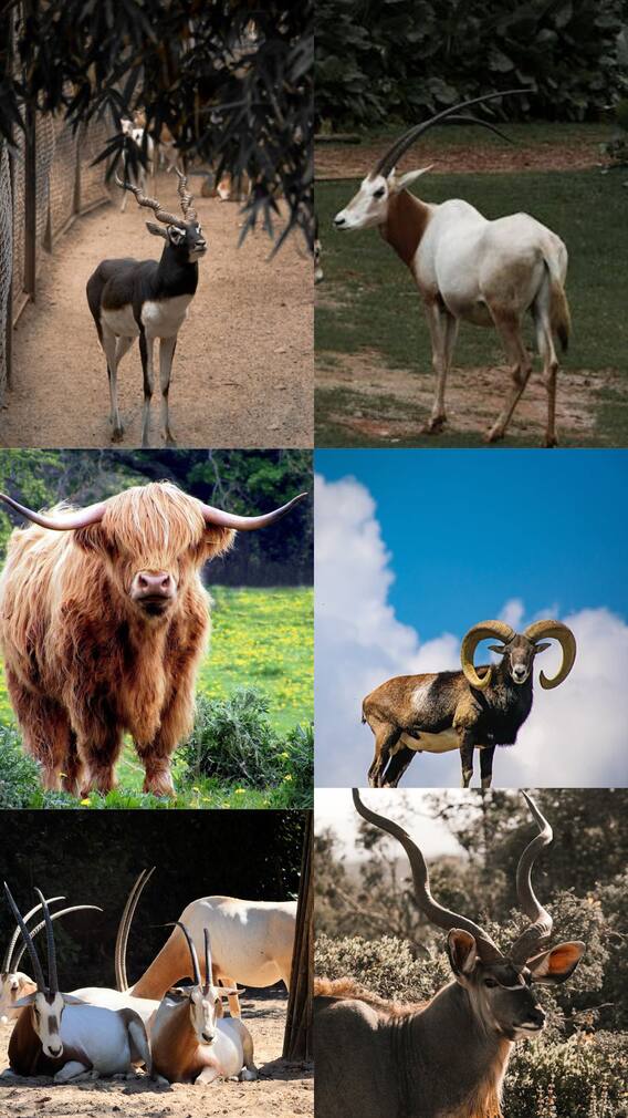 தனித்துவமான கொம்புகள் கொண்ட விலங்குகள்