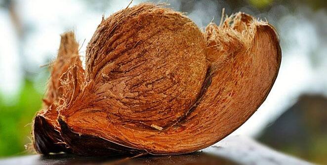 असं म्हणतात की, घरात नारळ ठेवल्याने सुख-समृद्धीत वाढ होते. तसेच जीवनात आनंद टिकून राहतो.
