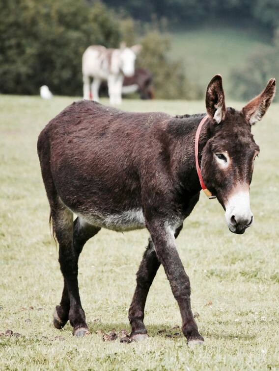 किस जानवर का दूध है सबसे ज्यादा महंगा?