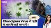 Gujarat में फैल रहा जानलेवा Chandipura Virus! जानिए Doctor से इससे जुड़े सभी ज़रूरी सवालों के जवाब | Uncut |