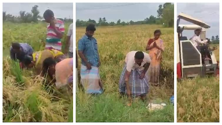 Harvesting of summer crops has started in Thiruvarur district “தொடங்கியது குறுவை கோடை அறுவடை” பாரம்பரிய வழிபாட்டுடன் வயலில் இறங்கிய விவசாயிகள்..!