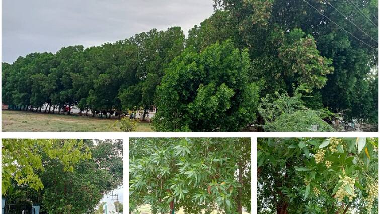 Thoothukudi news Conocarpuss trees Even if sheltered under a tree Danger Claim to ban - TNN அழகான ஆபத்து... இந்த மரத்தின்  கீழ் நிழலுக்கு ஒதுங்கினால் கூட ஆபத்து -  ‘கோனோகார்பஸ்’ மரங்களை தடை செய்யுங்கள்