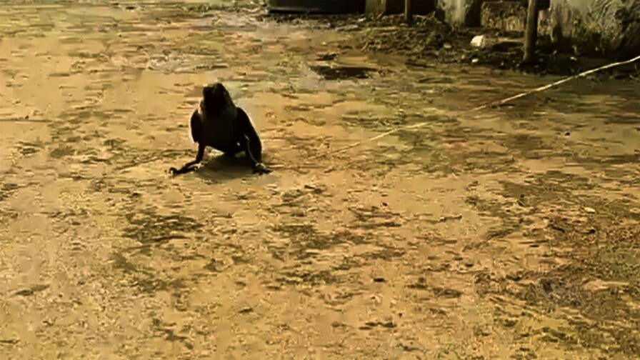 Fed up with the sound of crow, the person tied it with a rope, hundreds of crows came to save, VIDEO viral ਕਾਂ ਦੀ ਆਵਾਜ਼ ਤੋਂ ਤੰਗ ਆ ਸ਼ਖਸ ਨੇ ਰੱਸੀ ਨਾਲ ਬੰਨ੍ਹਿਆ, ਬਚਾਉਣ ਲਈ ਆ ਗਏ ਸੈਂਕੜੇ ਕਾਂ, VIDEO ਵਾਇਰਲ