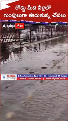 రోడ్డు మీద నీళ్లలో గుంపులుగా ఈదుతున్న చేపలు