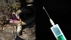 పాము విషానికి చౌకైన విరుగుడు, ఆస్ట్రేలియన్ పరిశోధకుల సరికొత్త ఆవిష్కరణ