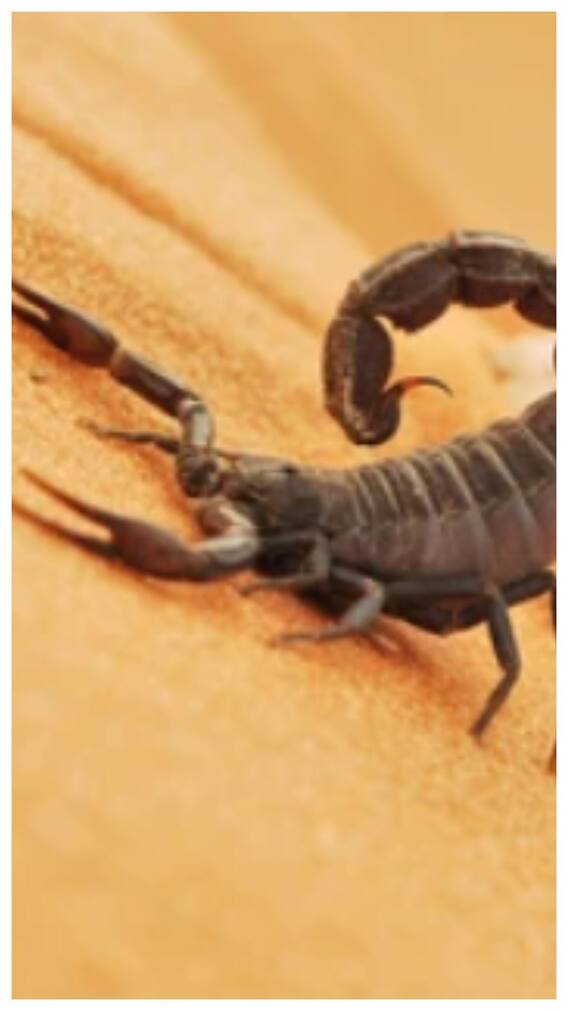 इस देश में होती है खतरनाक बिच्छुओं की खेती