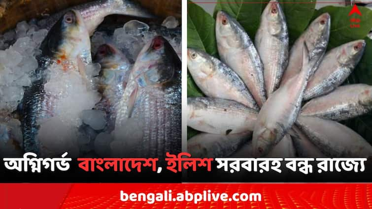 Bangladesh Violence  Bengal Hilsa distribution effected   Howrah Fish Market Howrah News: অগ্নিগর্ভ বাংলাদেশ, বন্ধ ইলিশ সরবরাহ, অথৈ জলে বাংলার মাছ বাজার..