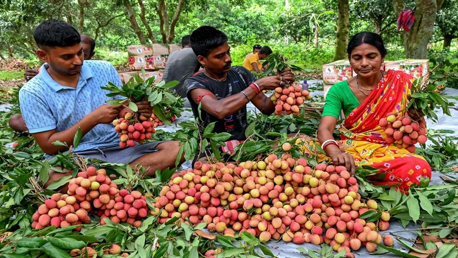 Gujarat Agriculture Scheme: ગુજરાતમાં ફળપાકોનું વાવેતર વધારવા રાજ્ય સરકારે શરૂ કર્યુ આ ખાસ અભિયાન, 15 ઓગસ્ટ સુધીમાં કરો અરજી