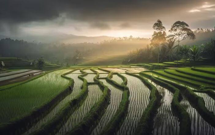 ਝੋਨੇ ਦੀ ਫ਼ਸਲ ਲਈ ਮੀਂਹ ਬਹੁਤ ਜ਼ਰੂਰੀ ਹੈ। ਚੰਗੀ ਬਾਰਸ਼ ਨਾਲ ਝੋਨੇ ਦੇ ਝਾੜ ਵਿੱਚ ਵਾਧਾ ਹੁੰਦਾ ਹੈ। ਸ਼ੁਰੂਆਤੀ ਦੌਰ ਵਿੱਚ ਮੀਂਹ ਸੋਇਆਬੀਨ ਦੀ ਫ਼ਸਲ ਲਈ ਵੀ ਲਾਹੇਵੰਦ ਹੈ। ਮੱਕੀ ਦੀ ਫ਼ਸਲ ਨੂੰ ਵੀ ਚੰਗੇ ਝਾੜ ਲਈ ਮੀਂਹ ਦੀ ਲੋੜ ਹੁੰਦੀ ਹੈ।