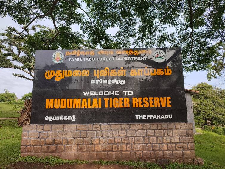 Mudumalai Tiger Reserve eco-tourism closure for 3 days - TNN கனமழை எதிரொலி; முதுமலை புலிகள் காப்பக சூழல் சுற்றுலா 3 நாட்களுக்கு மூடல்