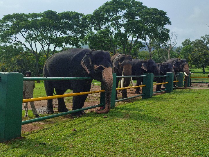 கனமழை எதிரொலி; முதுமலை புலிகள் காப்பக சூழல் சுற்றுலா 3 நாட்களுக்கு மூடல்