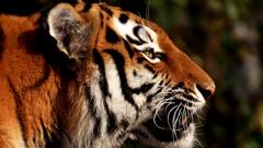 How Royal Bengal Tigers Are Taken Care Of At Jharkhali Tiger Reserve Centre, Sundarbans