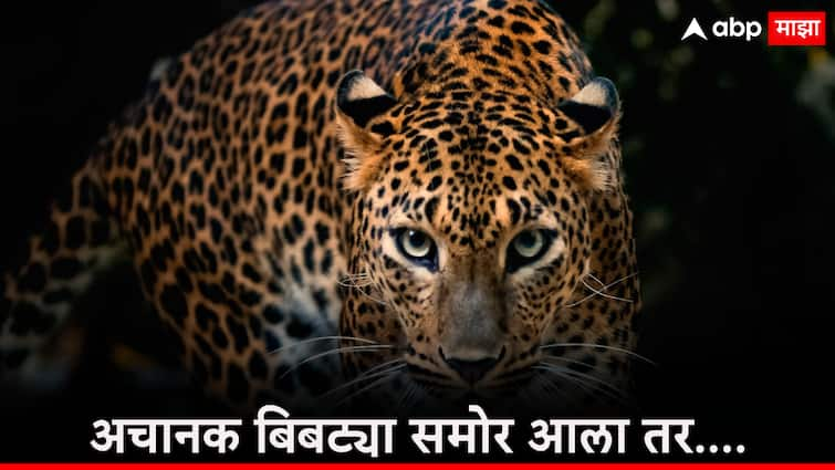 Chhatrapati Sambhajinagar News leopard terror Rumors of finding a leopard forest department instructions to the citizens बिबट्या सापडल्याची अफवाच, छत्रपती संभाजीनगरात अजूनही  शोध सुरुच, अचानक बिबट्या दिसला तर काय कराल?