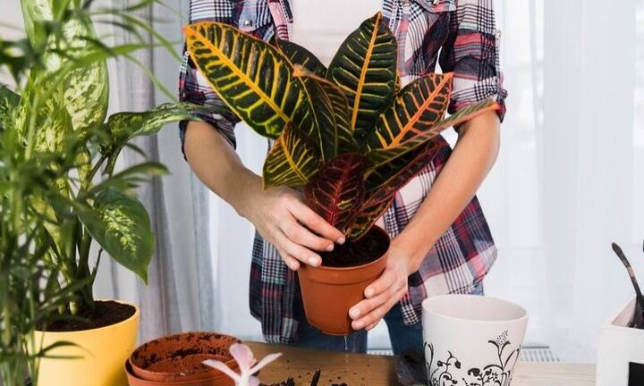 यही नहीं पेड़ पौधों में पानी देने के लिए भी RO से निकलने वाला वेस्ट वाटर का इस्तेमाल कर सकते हैं.