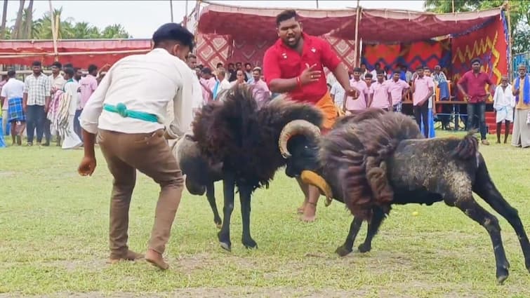 Madurai ; Kida Muttu competition was held in Usilampatti with court approval Madurai ; உசிலம்பட்டியில் நடைபெற்ற கிடா முட்டுப் போட்டி ; அண்டா உள்ளிட்ட சிறப்புப் பரிசு