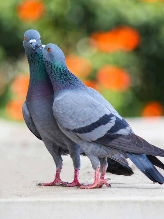 कबूतरों से फैलती है यह खतरनाक बीमारी