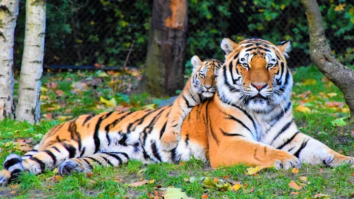 Jharkhali in Sundarbans is becoming a favourite tourist centre because of the Tiger Reserve Centre, where you can be almost sure to spot a tiger whenever you visit.