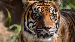 How Royal Bengal Tigers Are Taken Care Of At Jharkhali Tiger Reserve Centre, Sundarbans