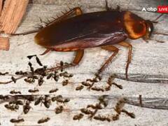 Cockroach: ਜੇਕਰ ਤੁਸੀਂ ਵੀ ਹੋ ਰਸੋਈ 'ਚ ਵਧ ਰਹੇ ਕਾਕਰੋਚਾਂ ਤੋਂ ਪ੍ਰੇਸ਼ਾਨ ਤਾਂ ਰਾਤ ​​ਨੂੰ ਕਰੋ ਇਹ ਉਪਾਅ