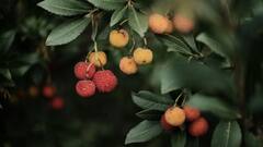 நோய் எதிர்ப்பு சக்தி முதல் BP கட்டுப்பாடு வரை; லிச்சி பழத்தில் இவ்ளோ நன்மைகளா!