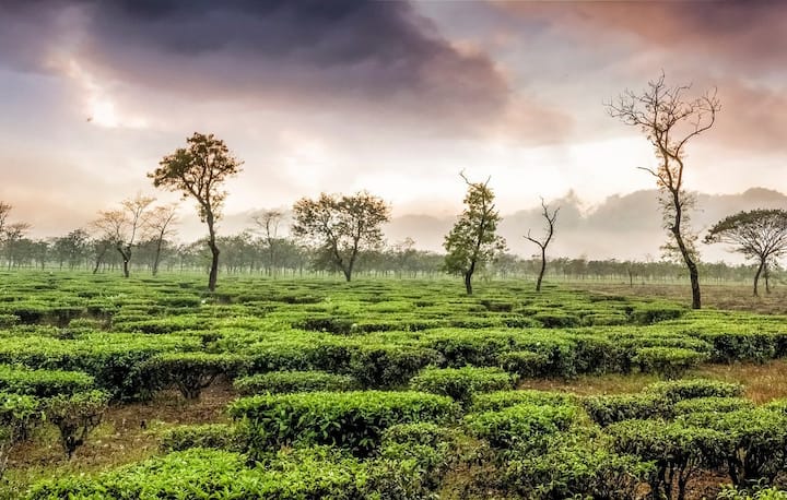 अगर आप भी अपने दोस्तों के साथ दार्जिलिंग घूमने जा रहे हैं तो आज हम आपको बताएंगे कि आप यहां कौन-कौन सी जगहें घूम सकते हैं।