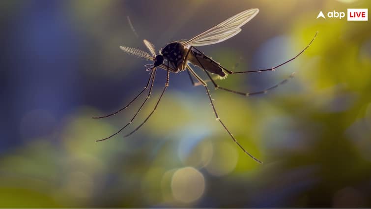 How to protect yourself from mosquitoes during the rainy season, with these methods you can stop mosquito breeding.