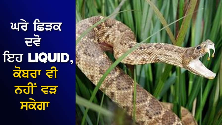 ਸੱਪਾਂ ਲਈ ਲਕਸ਼ਮਣ ਰੇਖਾ ਦਾ ਕੰਮ ਕਰੇਗਾ ਇਹ Liquid, ਬੱਸ ਛਿੜਕ ਦਵੋ ਅੰਦਰ-ਬਾਹਰ, ਕੋਬਰਾ ਵੀ ਨਹੀਂ ਵੜ ਸਕੇਗਾ ਘਰੇ This Liquid will act as Laxman Rekha for snakes, just sprinkle it inside and outside, even the cobra will not be able to enter the house. ਸੱਪਾਂ ਲਈ ਲਕਸ਼ਮਣ ਰੇਖਾ ਦਾ ਕੰਮ ਕਰੇਗਾ ਇਹ Liquid, ਬੱਸ ਛਿੜਕ ਦਵੋ ਅੰਦਰ-ਬਾਹਰ, ਕੋਬਰਾ ਵੀ ਨਹੀਂ ਵੜ ਸਕੇਗਾ ਘਰੇ