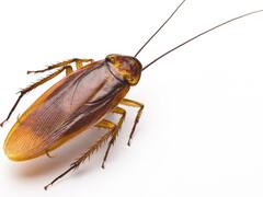 Cockroach: ਜੇਕਰ ਤੁਸੀਂ ਵੀ ਹੋ ਰਸੋਈ 'ਚ ਵਧ ਰਹੇ ਕਾਕਰੋਚਾਂ ਤੋਂ ਪ੍ਰੇਸ਼ਾਨ ਤਾਂ ਰਾਤ ​​ਨੂੰ ਕਰੋ ਇਹ ਉਪਾਅ