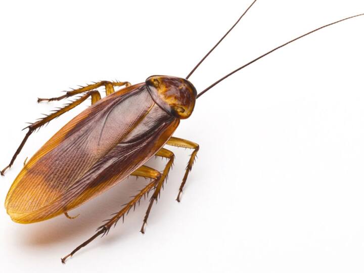 ਬੋਰਿਕ ਐਸਿਡ- ਇਹ ਕਾਕਰੋਚਾਂ ਨੂੰ ਭਜਾਉਣ ਲਈ ਇੱਕ ਪਰਖਿਆ ਅਤੇ ਅਜ਼ਮਾਇਆ ਗਿਆ ਉਪਾਅ ਹੈ। ਬੋਰਿਕ ਐਸਿਡ ਕਾਕਰੋਚਾਂ ਨੂੰ ਪੂਰੀ ਤਰ੍ਹਾਂ ਮਾਰਦਾ ਹੈ। ਇਸ ਦੇ ਲਈ ਤੁਹਾਨੂੰ ਬਾਜ਼ਾਰ ਤੋਂ ਬੋਰਿਕ ਐਸਿਡ ਪਾਊਡਰ ਮੰਗਵਾਉਣਾ ਹੋਵੇਗਾ। ਇਸ ਪਾਊਡਰ ਵਿੱਚ ਬਰਾਬਰ ਮਾਤਰਾ ਵਿੱਚ ਆਟਾ ਮਿਲਾ ਕੇ ਗੋਲੀਆਂ ਬਣਾ ਲਓ। ਹੁਣ ਆਟੇ ਅਤੇ ਬੋਰਿਕ ਐਸਿਡ ਦੀਆਂ ਬਣੀਆਂ ਇਨ੍ਹਾਂ ਗੋਲੀਆਂ ਨੂੰ ਜਿੱਥੇ ਵੀ ਕਾਕਰੋਚ ਆਉਂਦੇ ਹਨ, ਉੱਥੇ ਲਗਾਓ। ਇਸ ਨਾਲ ਤੁਹਾਨੂੰ ਸਵੇਰੇ ਮਰੇ ਹੋਏ ਕਾਕਰੋਚ ਮਿਲ ਜਾਣਗੇ ਅਤੇ ਕੁਝ ਹੀ ਦਿਨਾਂ 'ਚ ਸਾਰੇ ਕਾਕਰੋਚ ਖਤਮ ਹੋ ਜਾਣਗੇ।