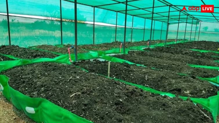 Vermicompost farming You can become rich by starting earthworm farming with very little money सिर्फ 50 हजार लगाकर कमा सकते हैं लाखों रुपये, केंचुआ खाद की यह तकनीक मचा रही धमाल