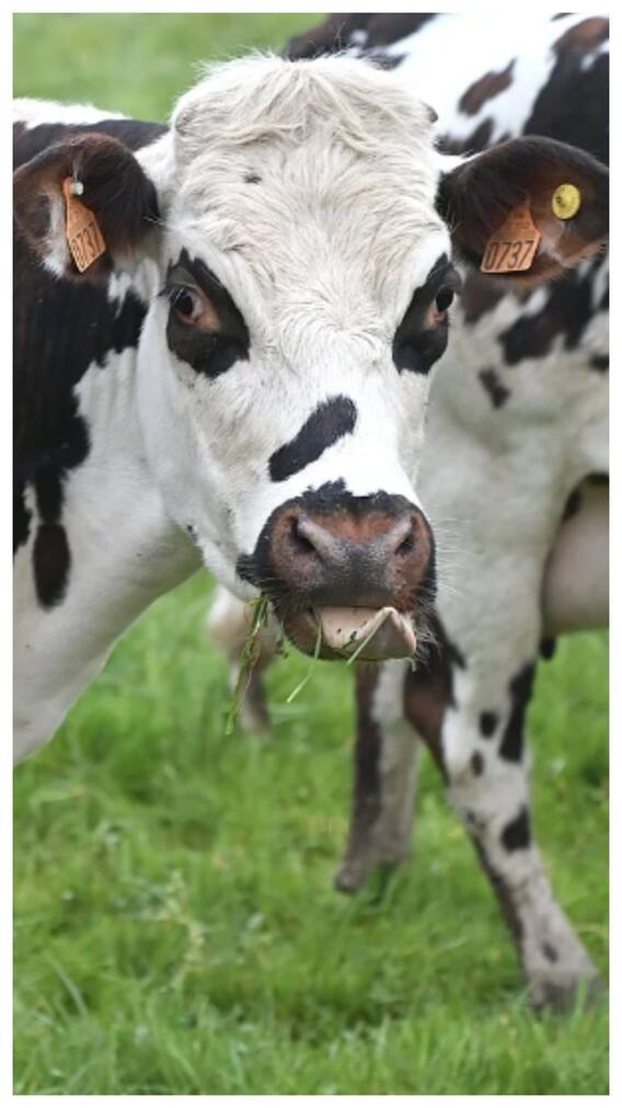 बच्चों को गाय का ही दूध क्यों देते हैं, भैंस का क्यों नहीं