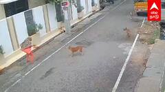 Dog Attack Girl | சிறுமியை சுத்துப்போட்ட நாய்கள்..பதற வைக்கும் வீடியோ