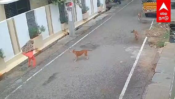 Dog Attack Girl | சிறுமியை சுத்துப்போட்ட நாய்கள்..பதற வைக்கும் வீடியோ