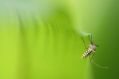 Monsoon Health Tips: ચોમાસામાં મચ્છર વધારે કરડતાં હોય તો અપનાવો આ ઘરેલું ટિપ્સ, આસપાસ પણ નહીં ફરકે